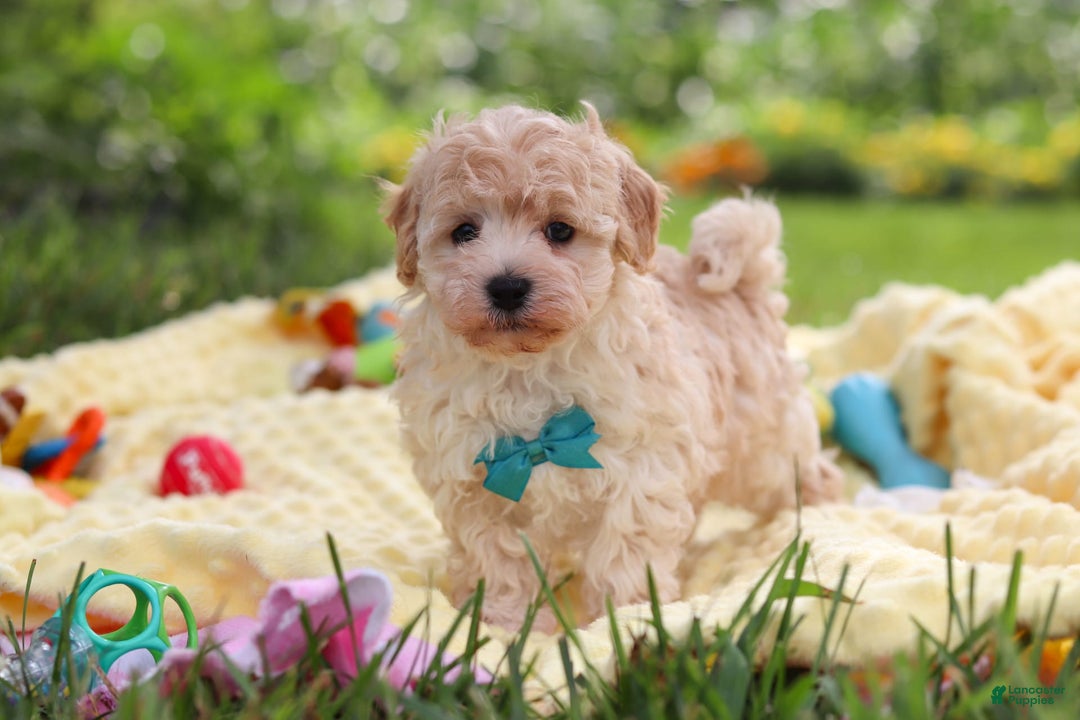 Havapoo dogs for sale: Mickey - Image 1