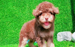 Maltipoo dogs for sale: Coconut - Image 3