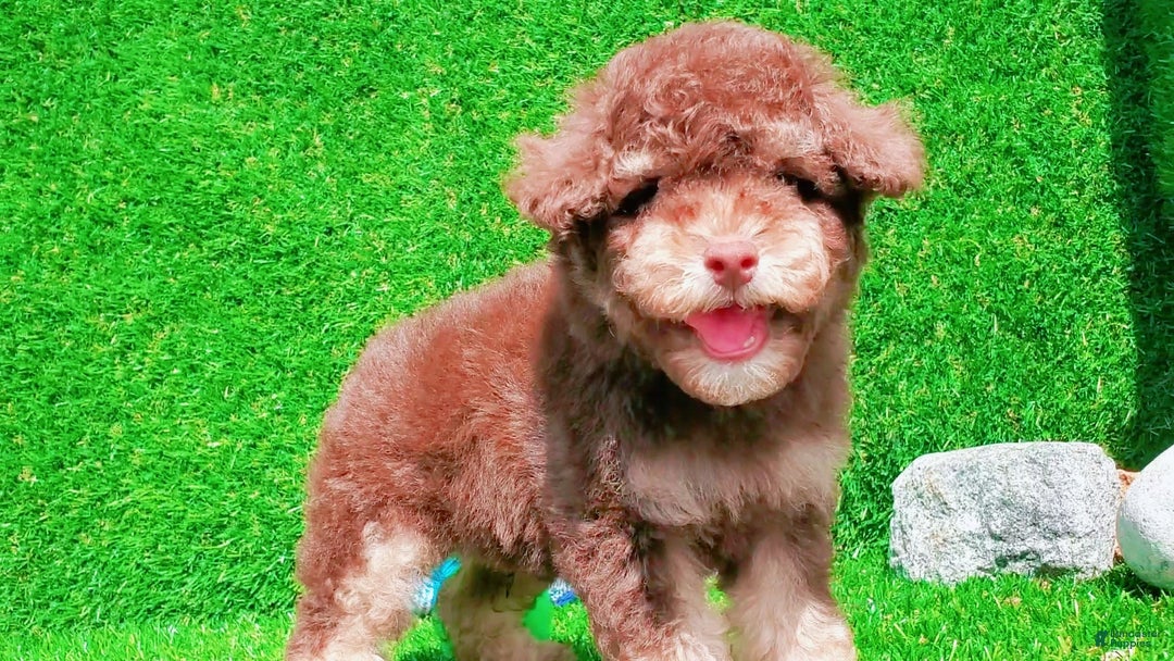 Maltipoo dogs for sale: Coconut - Image 3
