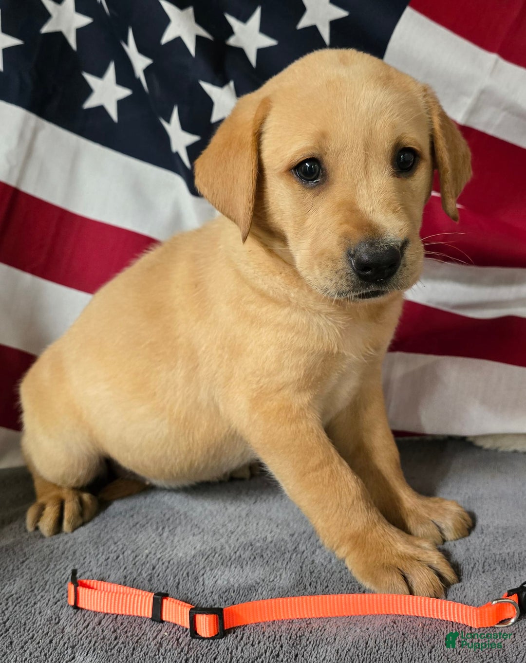 Labrador Retriever dogs for sale: Orange Collar - Image 1