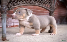 American Bully dogs for sale: Pearl - Image 1
