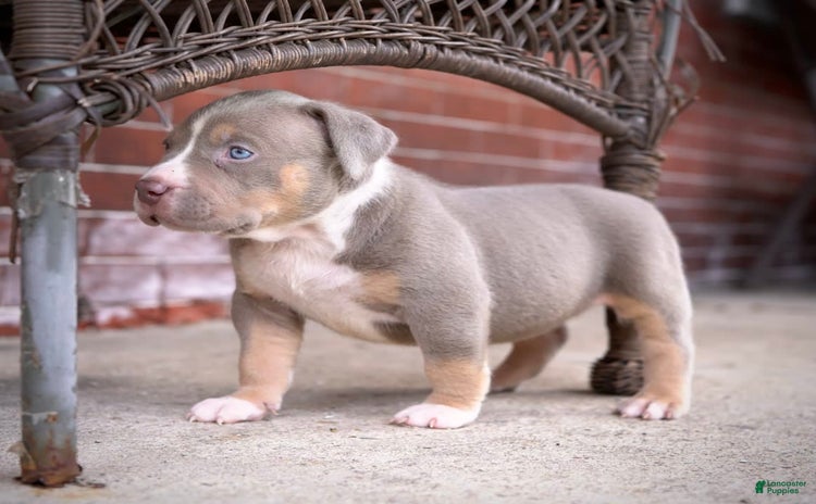 American Bully dogs for sale - Ad 3