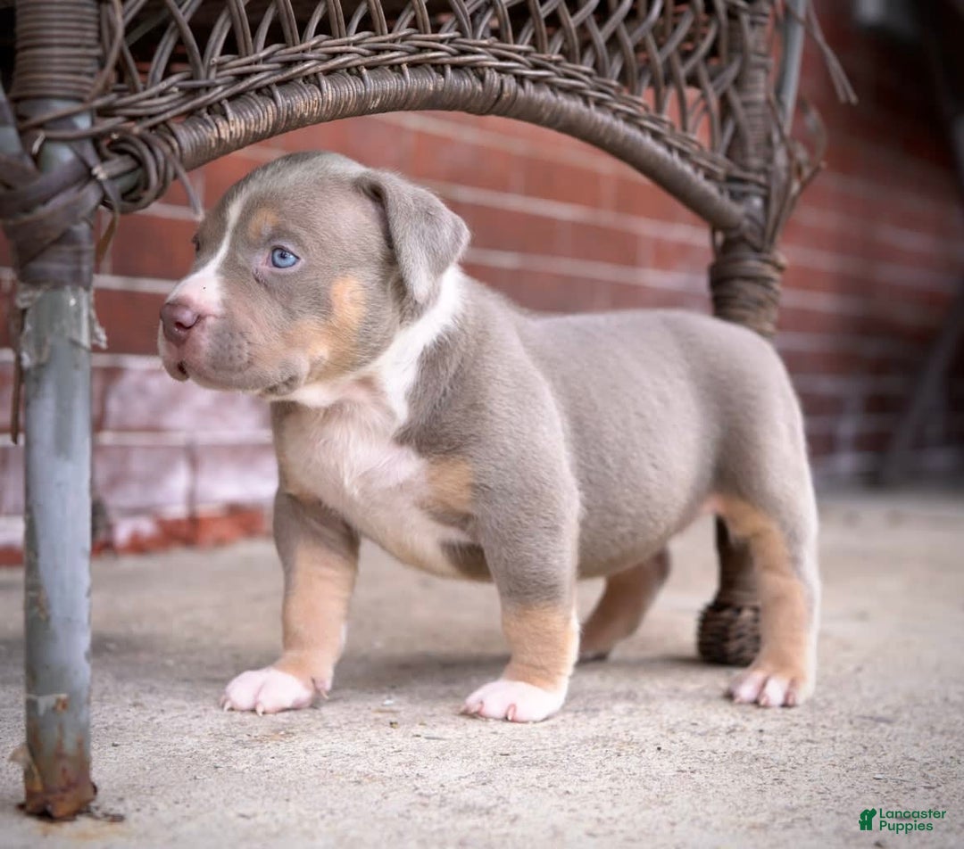 American Bully dogs for sale: Pearl - Image 1