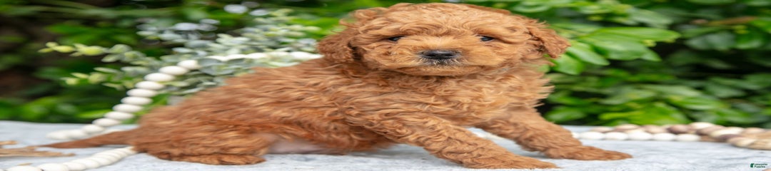 Oscar