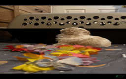 Miniature Poodle dogs for sale: May - Image 13