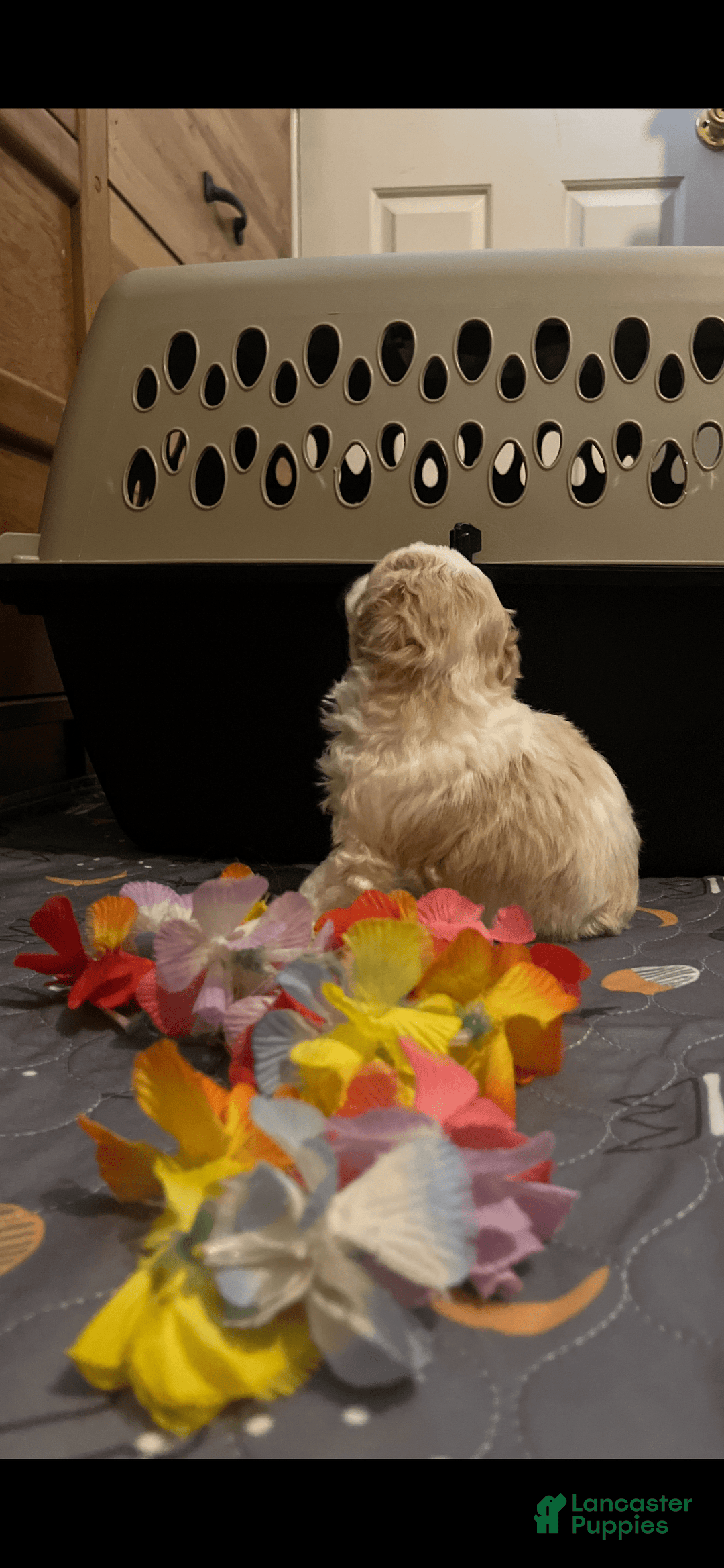 Miniature Poodle dogs for sale: May - Image 13