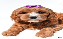 Mini Goldendoodle dogs for sale: Ruby - Image 2
