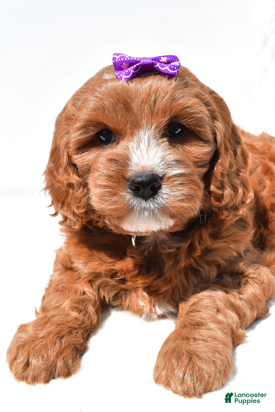 Mini Goldendoodle dogs for sale: Ruby - Image 2
