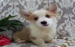 Welsh Corgi Pembroke dogs for sale: Kory - Image 3