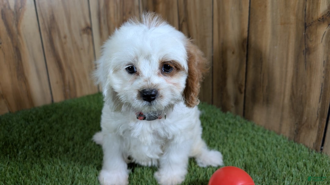 Cavapoo dogs for sale: Fiona Girl 3 - Image 12