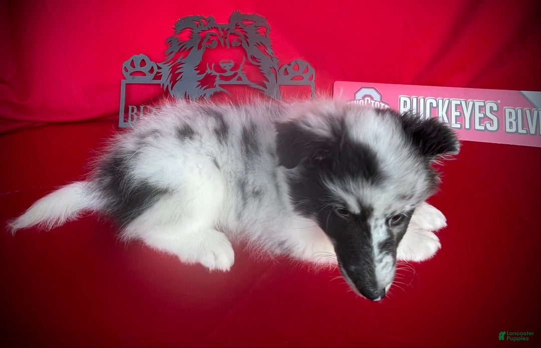 Shetland Sheepdog dogs for sale: Bi-blue Split Face - Image 4