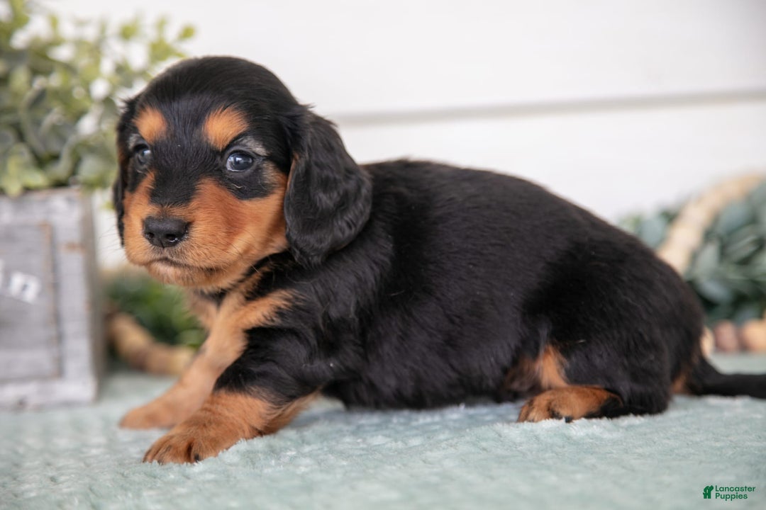 Miniature Dachshund dogs for sale: Pablo - Image 3
