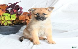 Pomsky dogs for sale: Tricky - Image 6