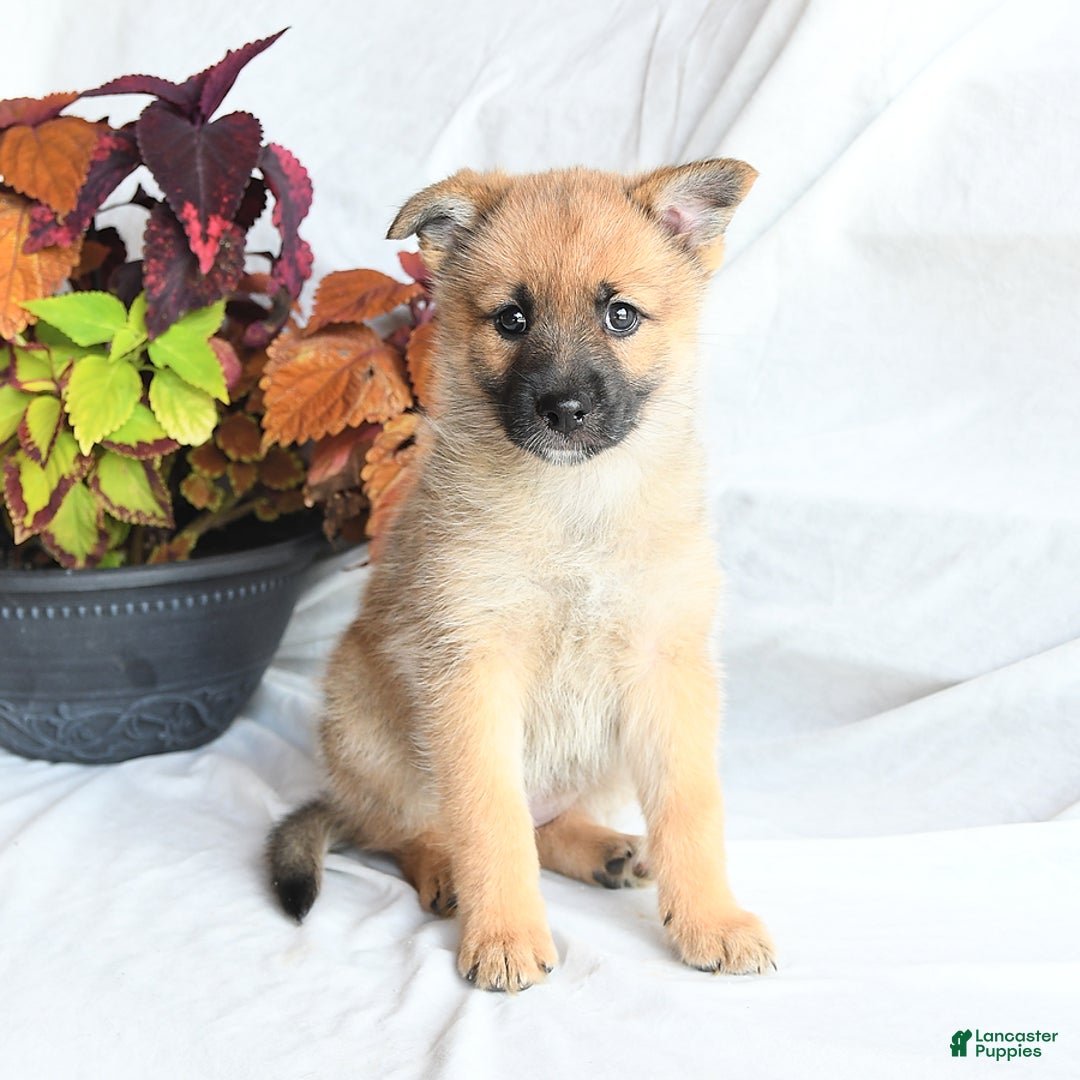 Pomsky dogs for sale: Tricky - Image 6