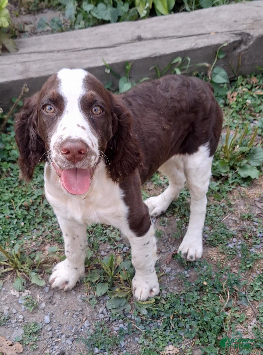 English Springer Spaniel dogs for sale: Budweiser - Image 2
