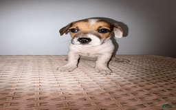 Jack Russell Terrier dogs for sale: Sydney - Image 9