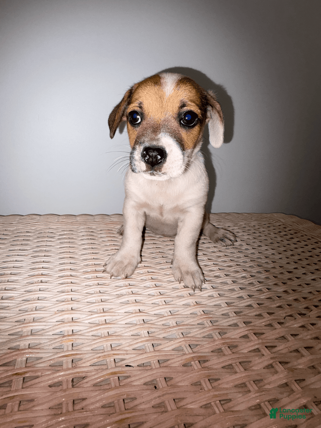 Jack Russell Terrier dogs for sale: Sydney - Image 9