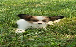Papillon dogs for sale: Rissa - Image 1