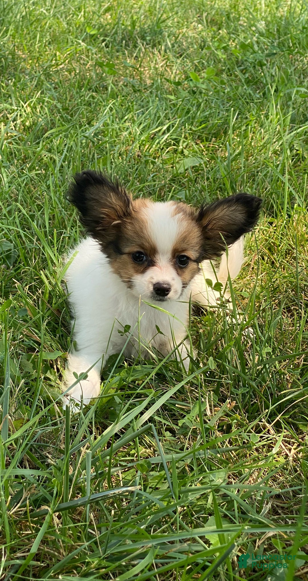 Papillon dogs for sale: Rissa - Image 1