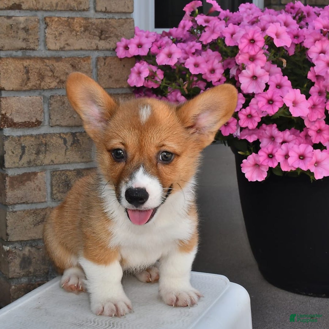Welsh Corgi Pembroke dogs for sale: Cole - Image 4