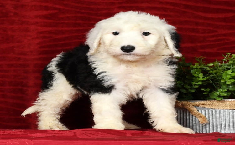 Sheepadoodle dogs for sale - Ad 1