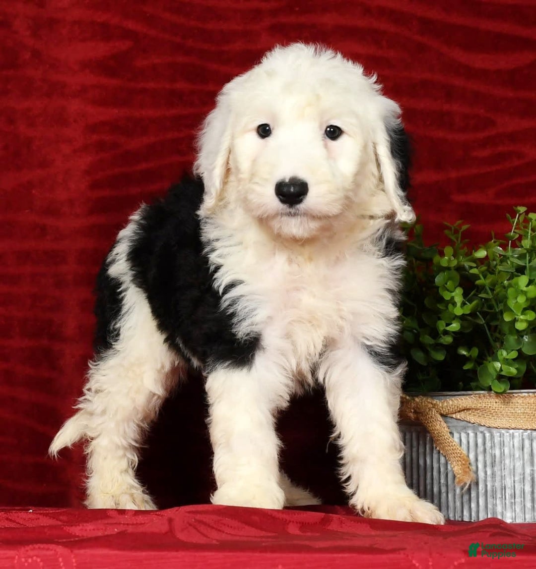 Sheepadoodle dogs for sale: Daisy - Image 1