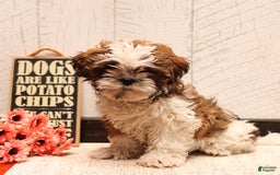 Shih Tzu dogs for sale: Amy - Image 2