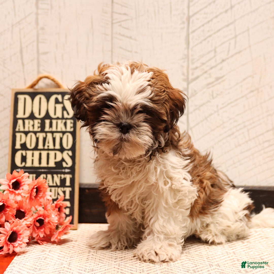 Shih Tzu dogs for sale: Amy - Image 2