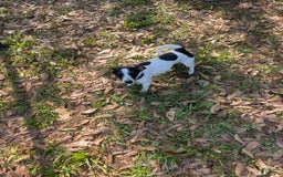 Jack Russell Terrier dogs for sale: Dots - Image 4
