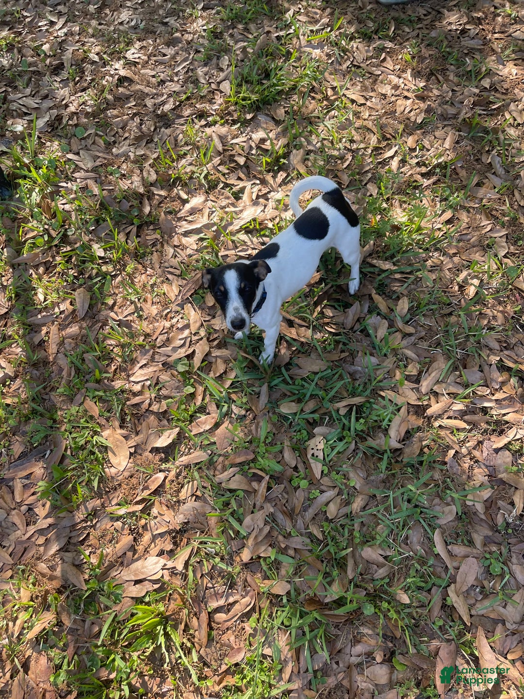 Jack Russell Terrier dogs for sale: Dots - Image 4