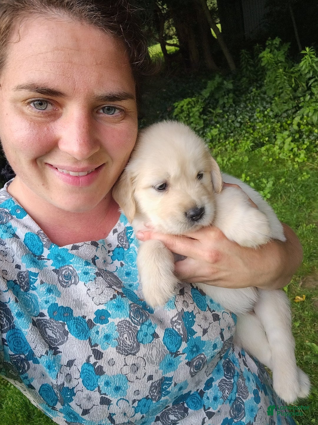 Golden Retriever dogs for sale: Pepper - Image 7