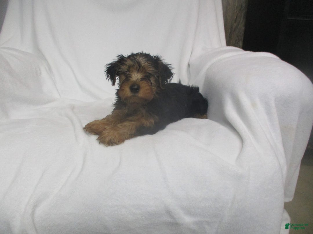 Yorkshire Terrier dogs for sale: Tank - Image 15