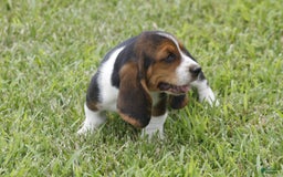 Basset Hound dogs for sale: Ned - Listing for pets: Ann, DEB, Flo, IDA, Jed, Ned, Ted - Image 7