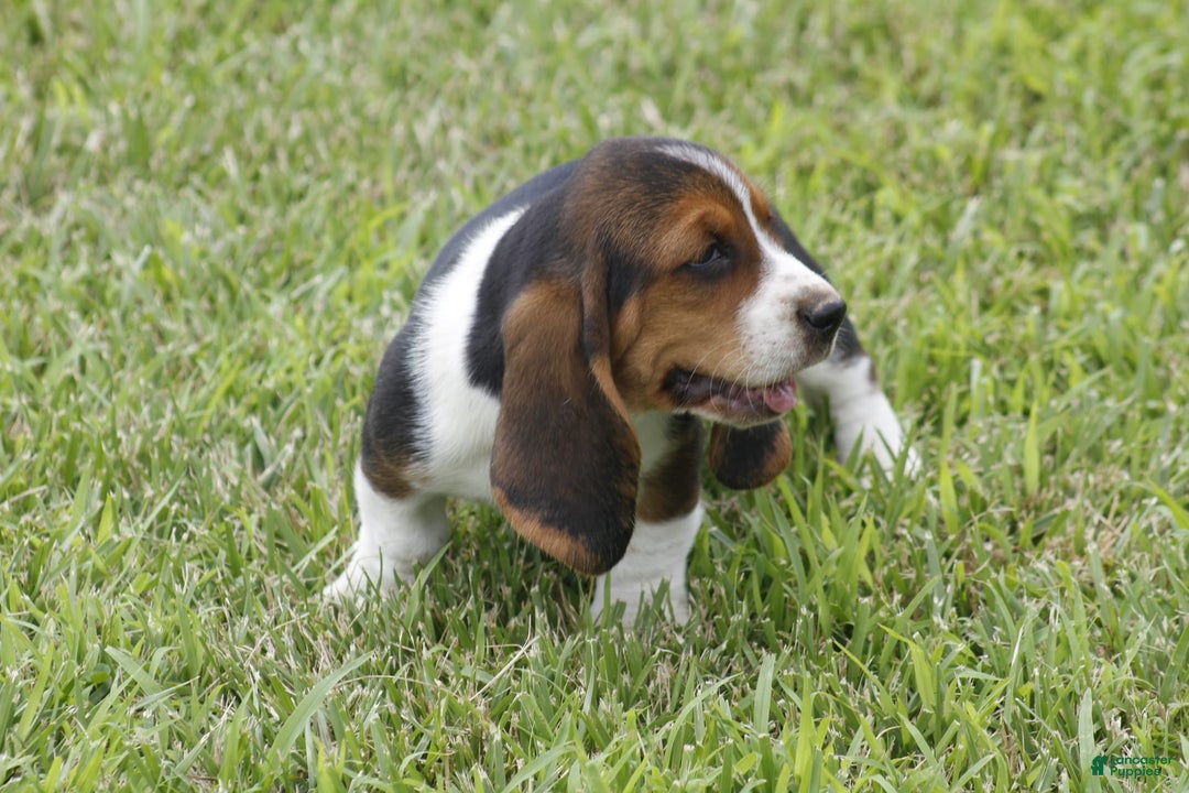 Basset Hound dogs for sale: Ned - Listing for pets: Ann, DEB, Flo, IDA, Jed, Ned, Ted - Image 7