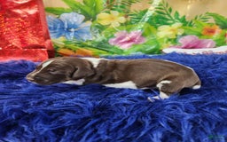 German Shorthaired Pointer dogs for sale: Frito - Image 2