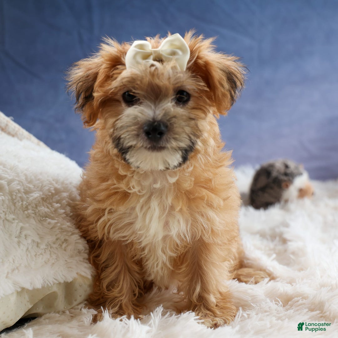 Yochon dogs for sale: Torin - Image 8