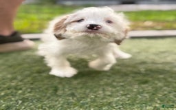 Cavapoo dogs for sale: Shortcake - Image 3
