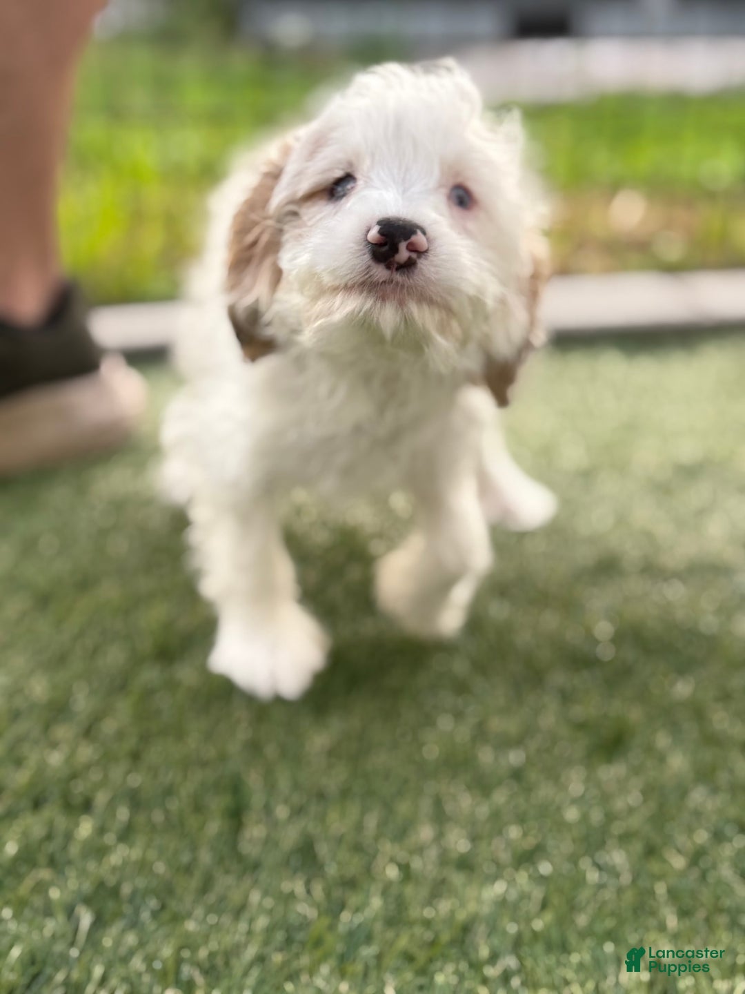 Cavapoo dogs for sale: Shortcake - Image 3