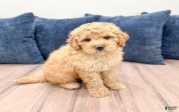 Mini Bernedoodle dogs for sale: Dante - Image 6