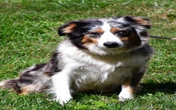 Australian Shepherd dogs for sale: Stormy - Image 8