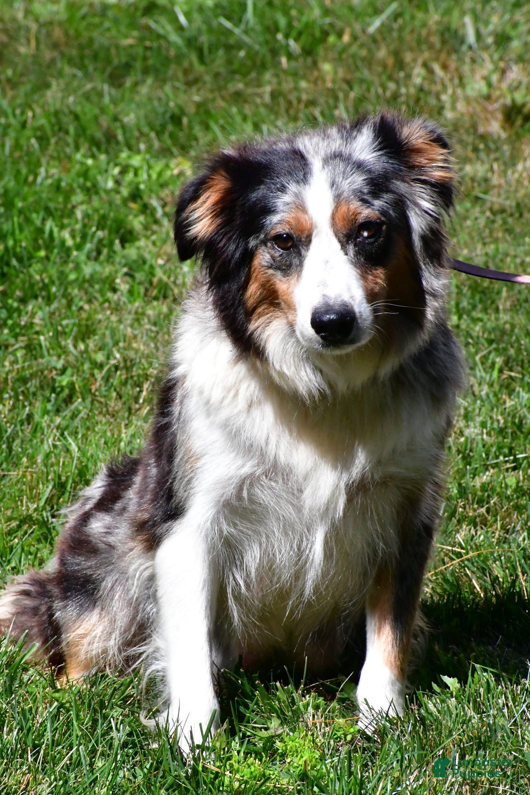 Australian Shepherd dogs for sale: Stormy - Image 8