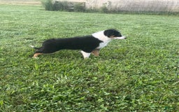 Australian Shepherd dogs for sale: Ahsoko - Image 28