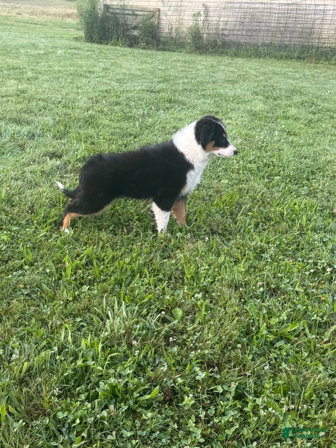 Australian Shepherd dogs for sale: Ahsoko - Image 28
