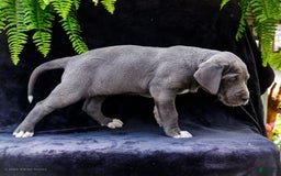 Great Dane dogs for sale: Molly - Image 22