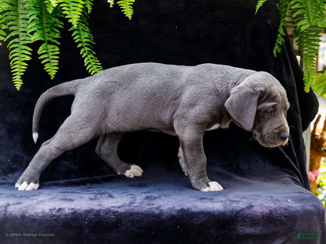 Great Dane dogs for sale: Molly - Image 22