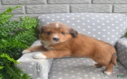 Shiba Inu dogs for sale: Echo - Image 1