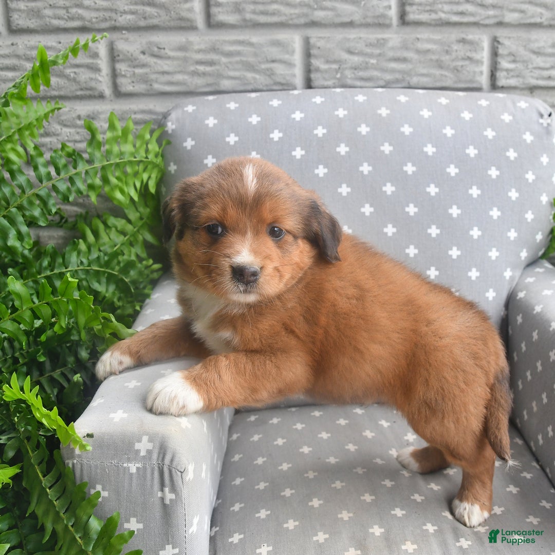 Shiba Inu dogs for sale: Echo - Image 1
