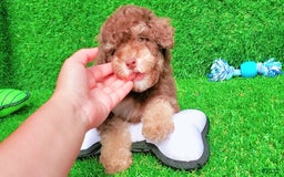 Maltipoo dogs for sale: Coconut - Image 5