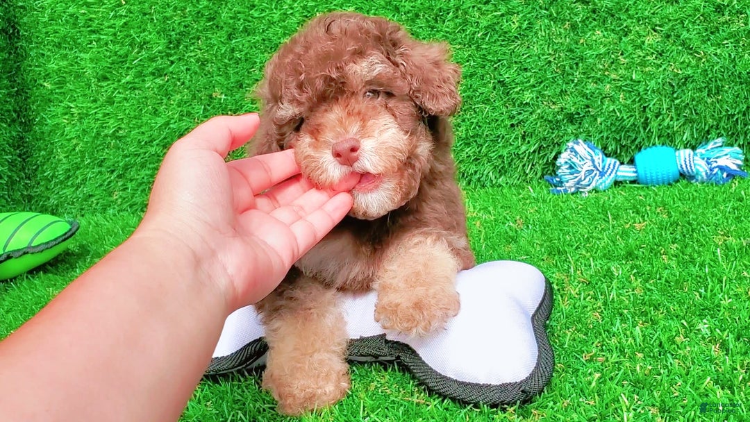 Maltipoo dogs for sale: Coconut - Image 5