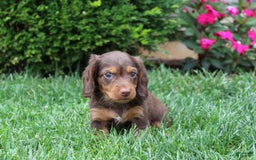 Dachshund dogs for sale: Princess - Image 21